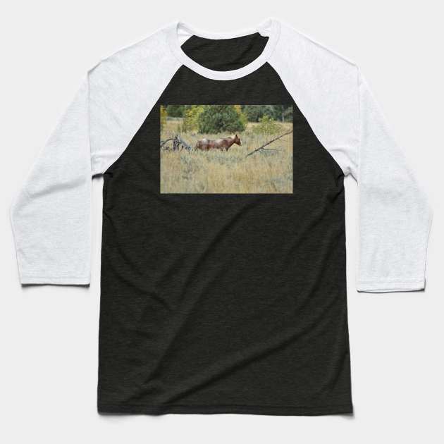 Wild Brown Horse Baseball T-Shirt by MarieDarcy